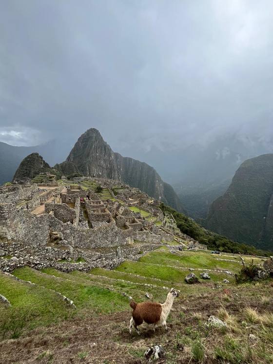 Machu Picchu con una llama en primer plano