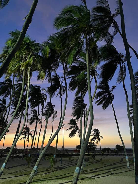 Playa caribeña con palmeras al atardecer